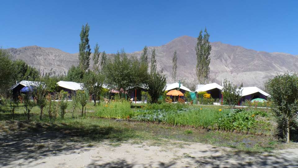 Tiger Camp In Nubra