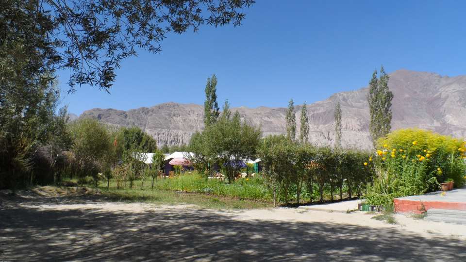 Tiger Camp Nubra