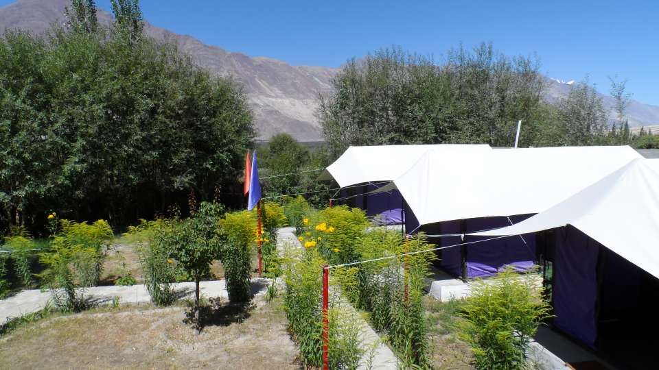 Tiger Camp In Nubra