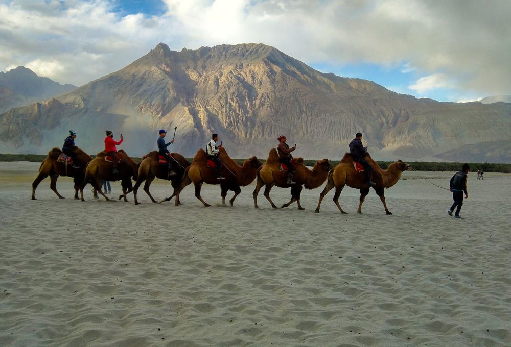 Camel Ride