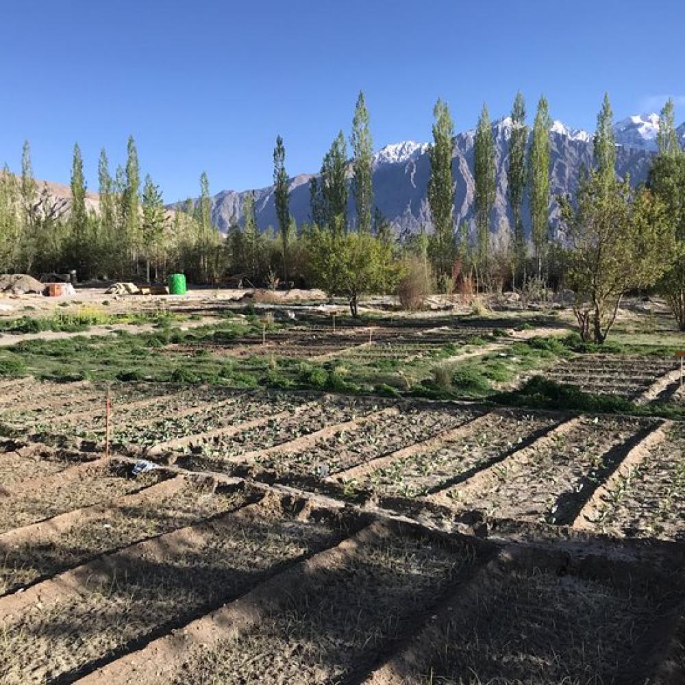 Nubra Ecolodge In Nubra