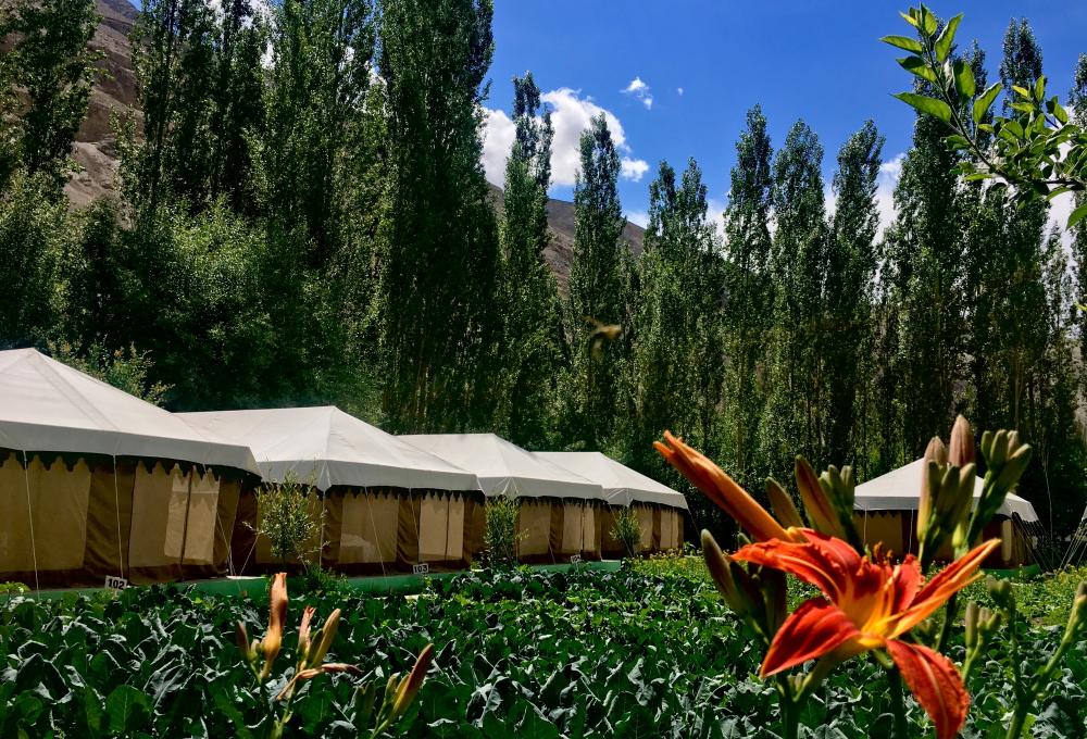 Mystique Meadows Swiss Cottage Camp In Nubra