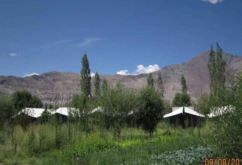 Tiger Camp In Nubra