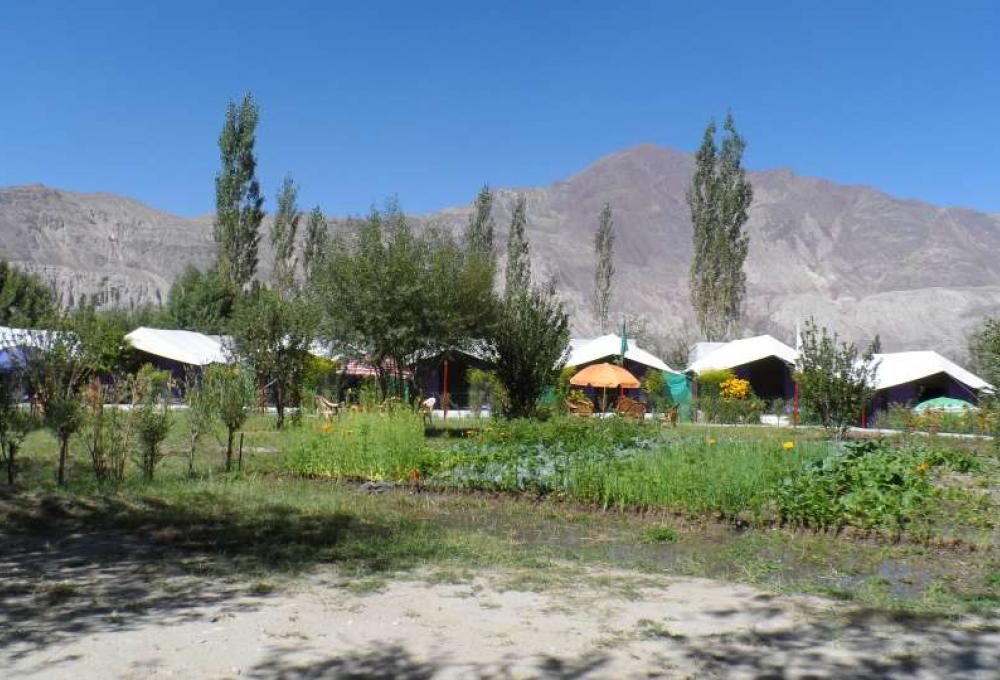 Tiger Camp In Nubra