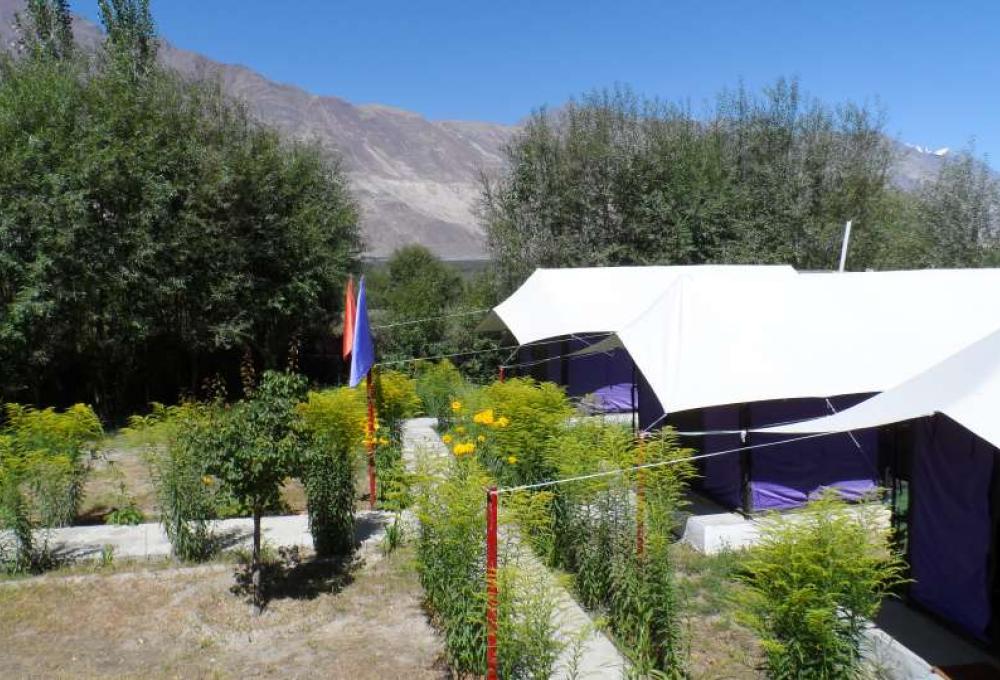 Tiger Camp In Nubra