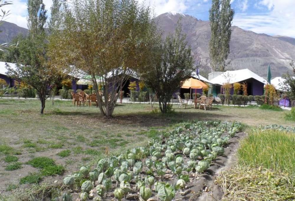 Tiger Camp Nubra