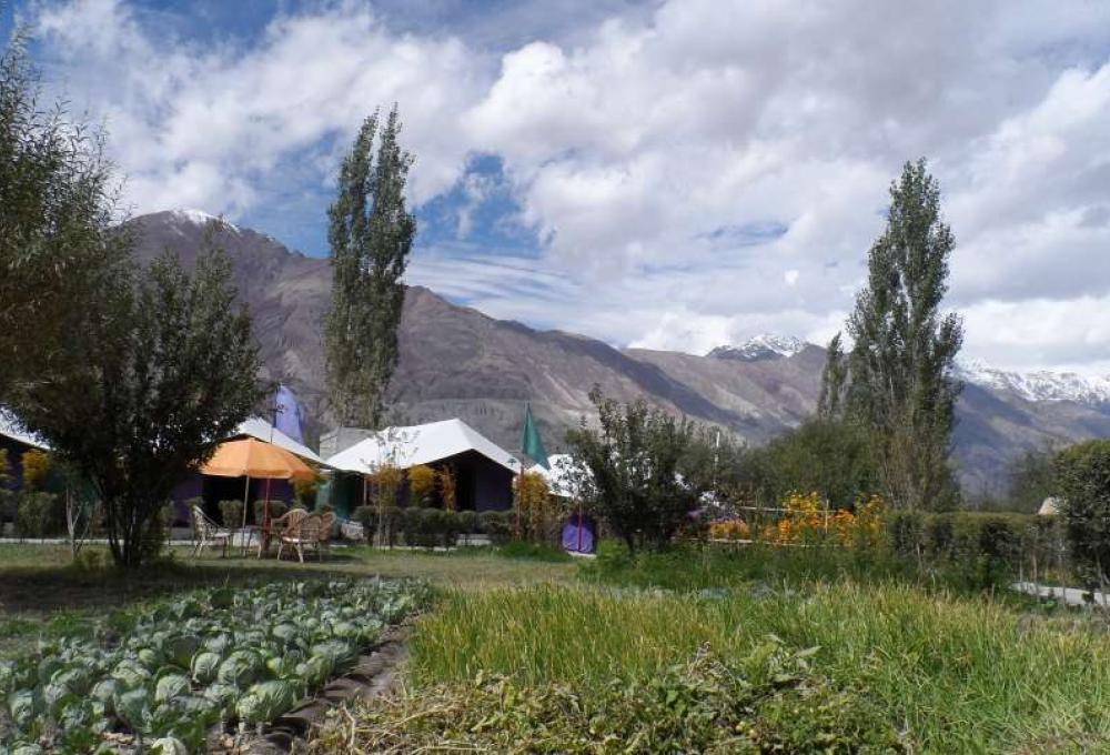 Tiger Camp In Nubra