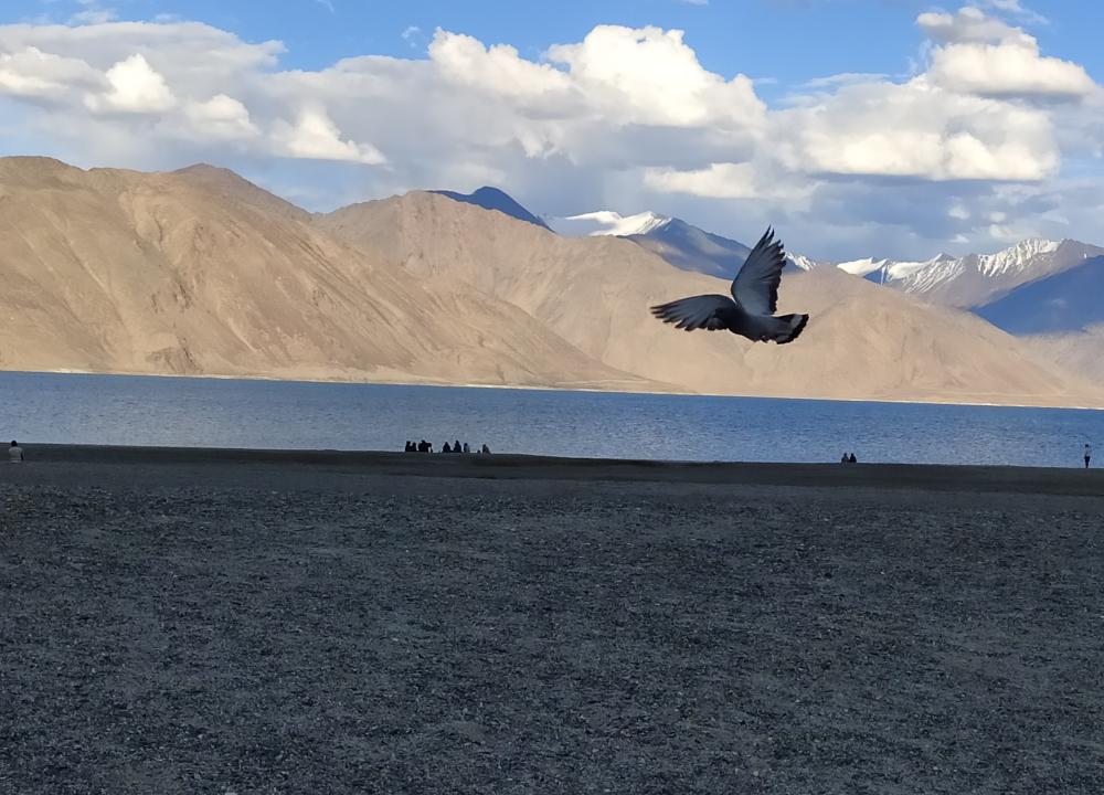 Pangong Lake with Pigeon